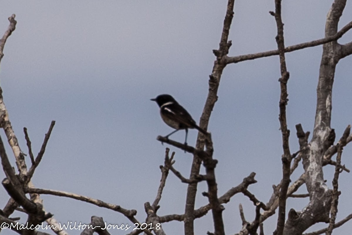 Stonechat; Tarabilla Común