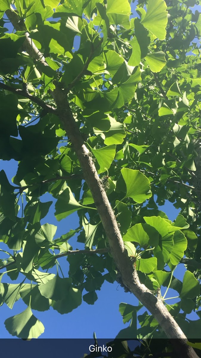 Maiden Hair tree