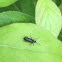 European Ground Beetle