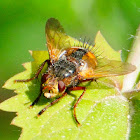 Mosca Erizo