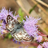 Common Checkered Skipper