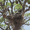 Whistling Kite (juveniles)