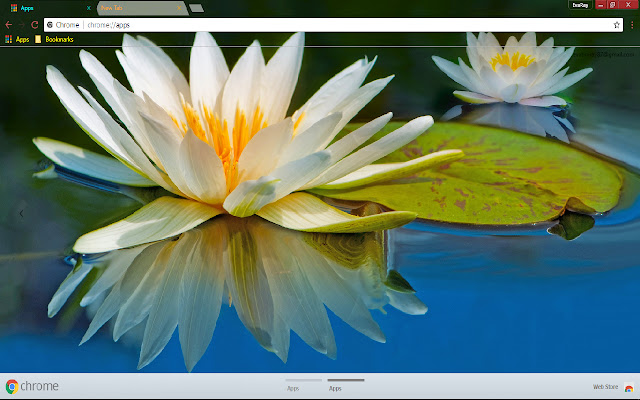 Flower Reflection Water Lily chrome extension