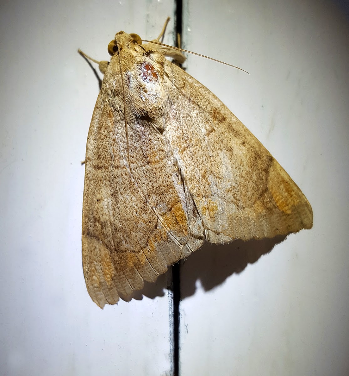 Erebid Moth