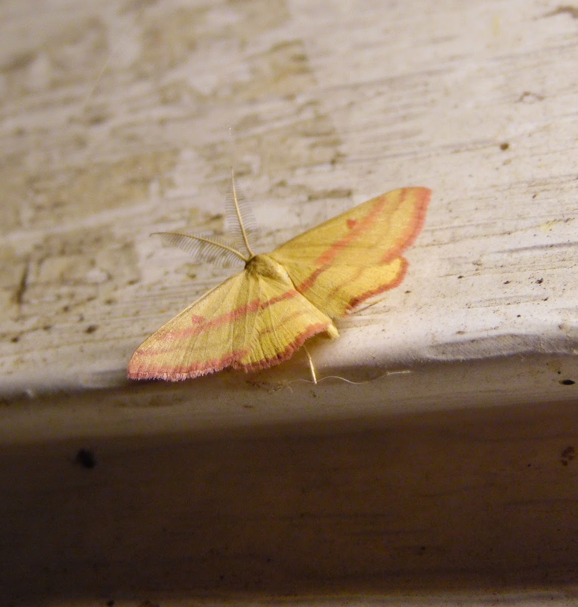 Chickweed Geometer Moth