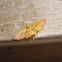 Chickweed Geometer Moth