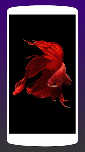 Koi Fish Wallpapers – HD Backgrounds