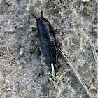 Black slug