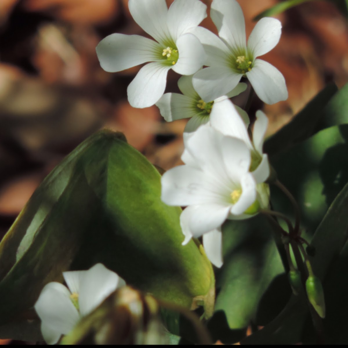 Wood Sorrel