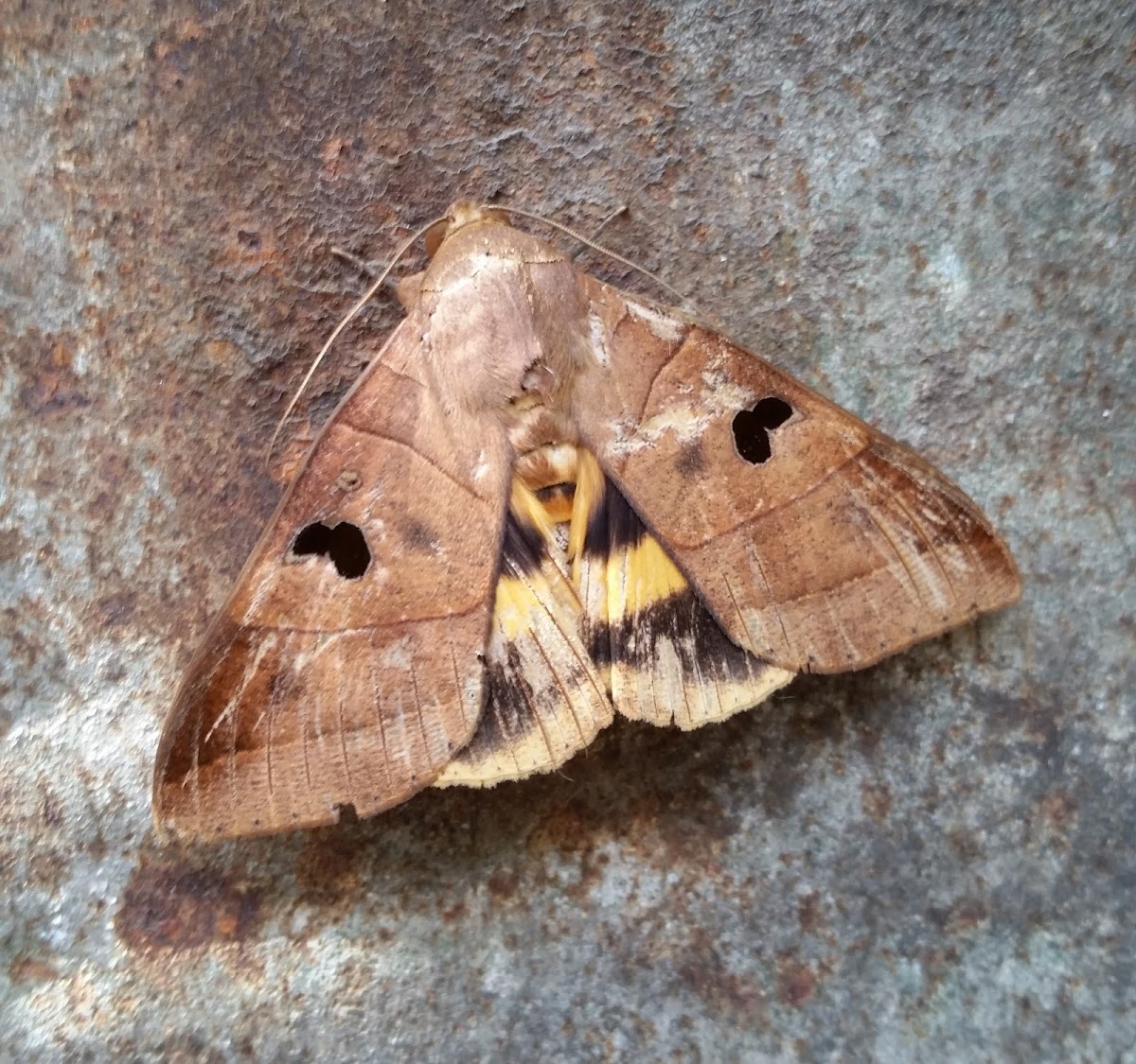 Erebid Moth