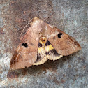 Erebid Moth