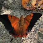 Tawny Rajah (Male, Dry Season Form)