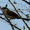 Burchell's coucal