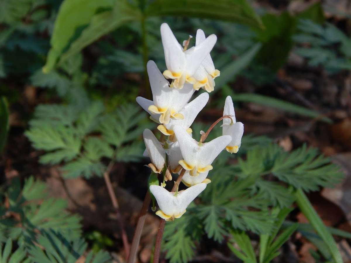 Dutchman's Breeches