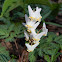 Dutchman's Breeches