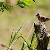 Rufous-collared sparrow