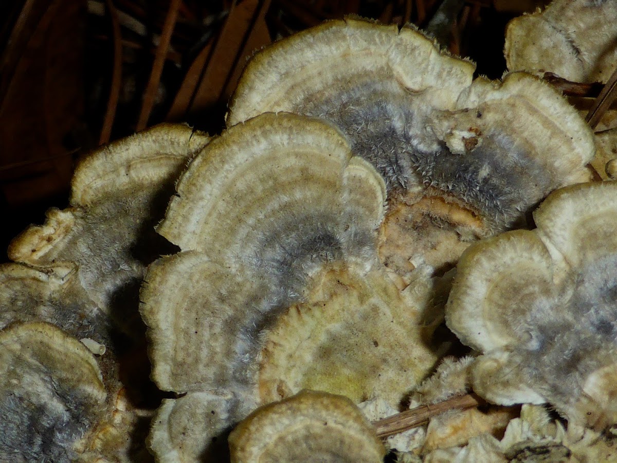 Turkey Tail