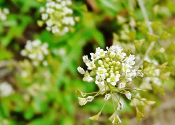 ナズナの花言葉