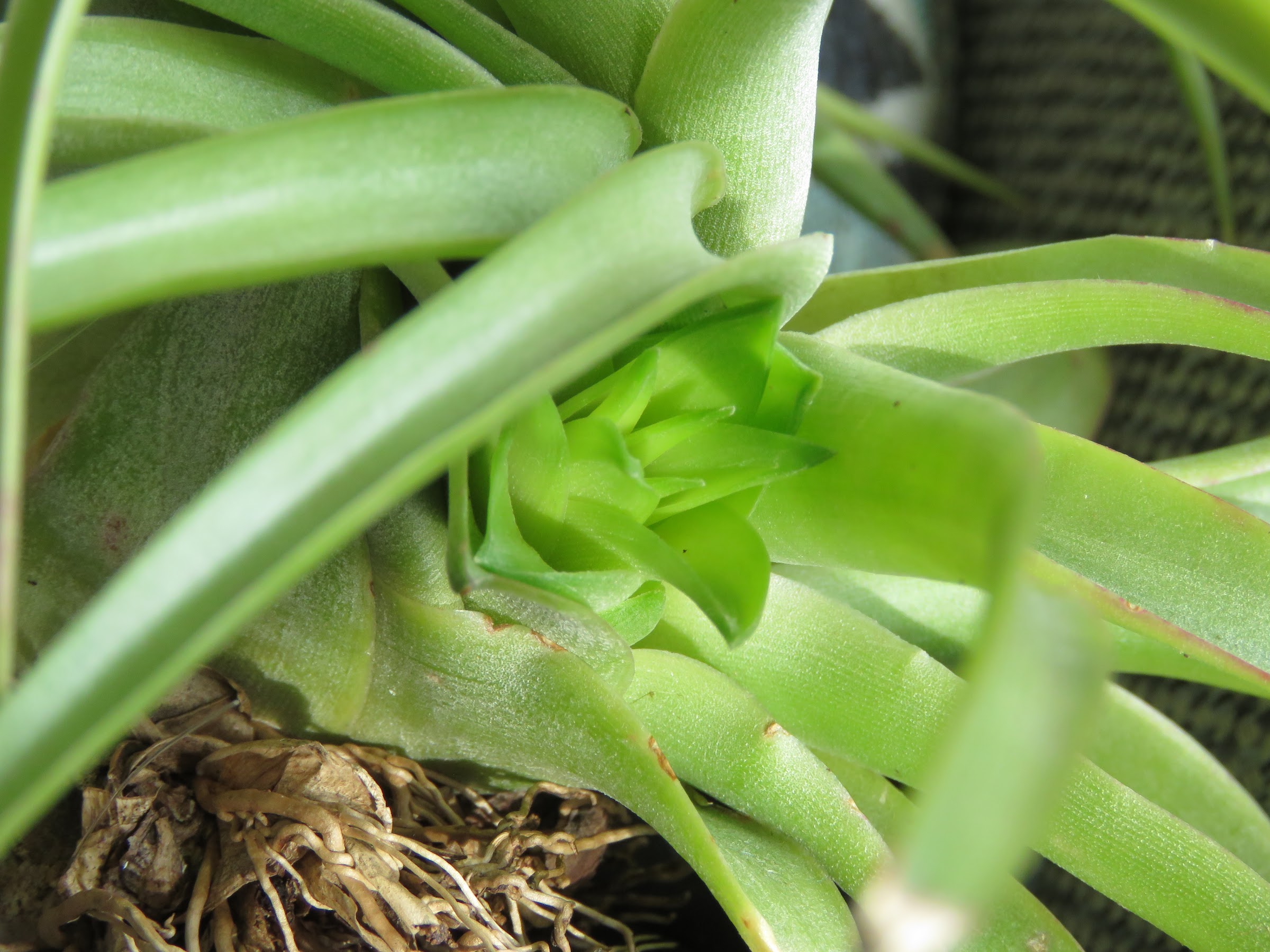 Mes petites plantes grasses et cactées - Page 7 Bk6VWjsP7KG4zoAqH4GsdQLE0wYrpjuiDGuaaPumQgDB-f9eC7p5tum8zG0D7559d1wuXOJLJ4lIeCgCiLXgOYEfo1iuPegt_0yp4lgcK7ysCMbUBcP1FcSdK81Z2oS6wid7ThLkTSc=w2400