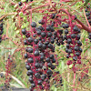 American Pokeweed