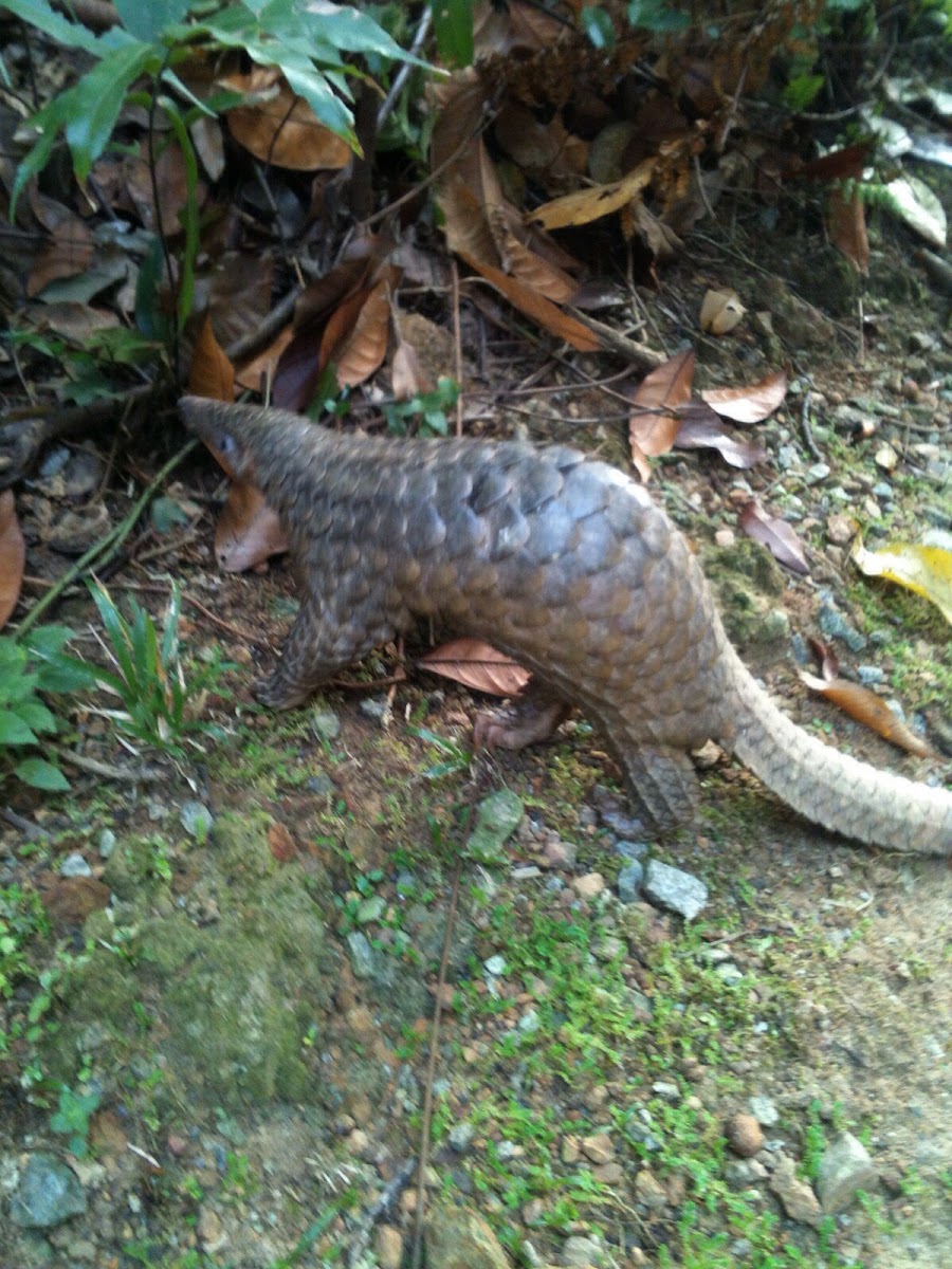 Pangolin