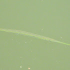 Atlantic needlefish