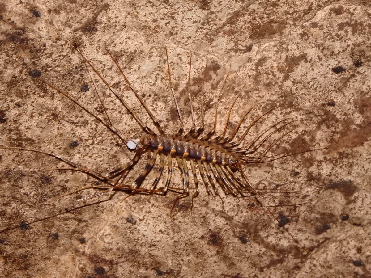 Cave Centipede