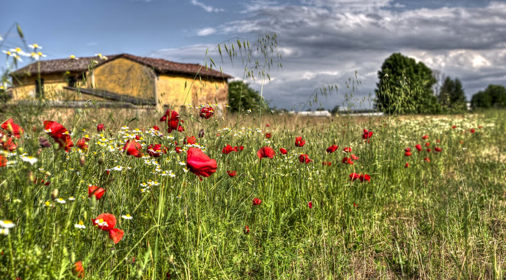 Primavera in fiore di Roberto Simonazzi