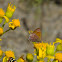 Nelson's hairstreak