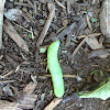 Winter Moth caterpillar