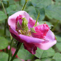 Due boccioli dentro una rosa di 