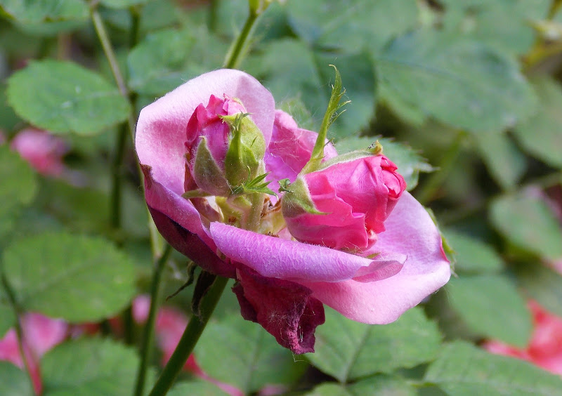 Due boccioli dentro una rosa di Save55