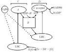 Mechanism of Photosysnthesis