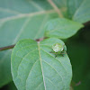 Green Shield Bug(nymph)