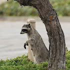 California Raccoon