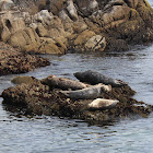 Harbor Seal