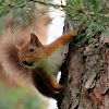 Red squirrel