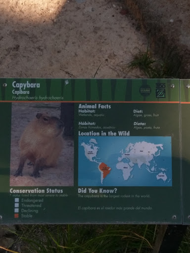 Capybara Exhibit