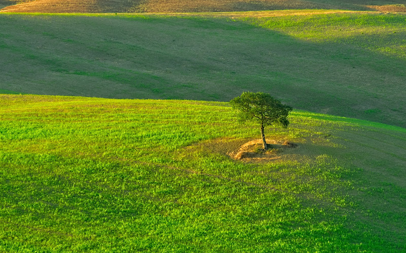 Nel verde di Dariagufo