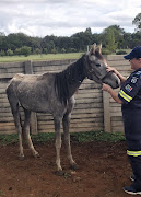 One of the military horses that were found to be suffering from starvation by the NSPCA.