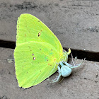 White-banded Crab Spider