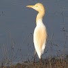 Cattle egret (गायबगळा)