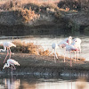 Greater Flamingo; Flamenco