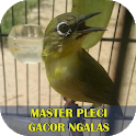 Master Pleci Gacor Ngalas icon