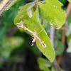 Breckland Plume Moth