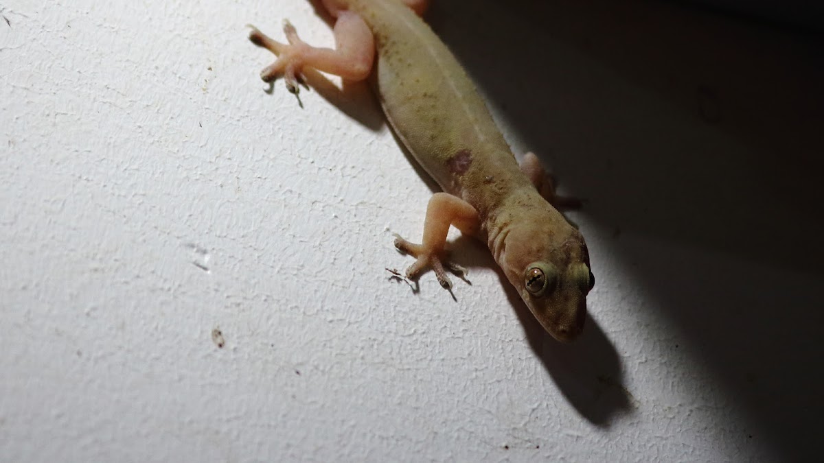 Common house gecko