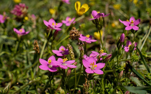 Centaurium pulchellum