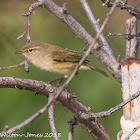 Chiffchaff; Mosquitero Común