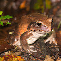 Smoky Jungle Frog