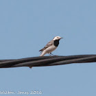 White Wagtail; Lavandera Blanca